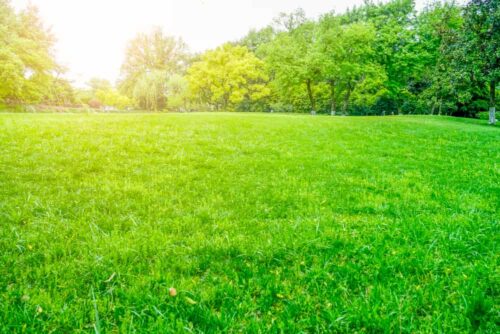 How to Protect Your Lawn from the Sun & Summer Heat