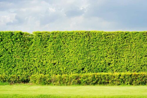 The Best Hedge Plants For Blocking Noise