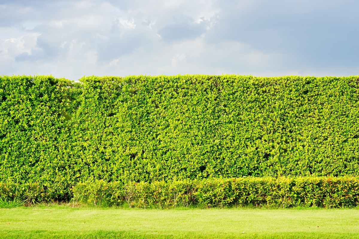 Leightons Green hedge for noise blocking