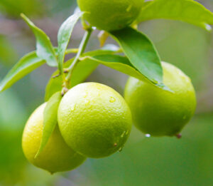 Limes_websize