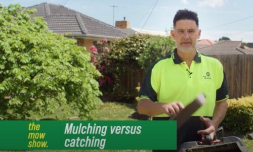 Should You Catch or Mulch When Mowing?