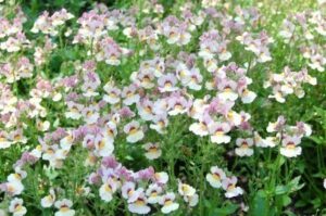 Nemesia Plant