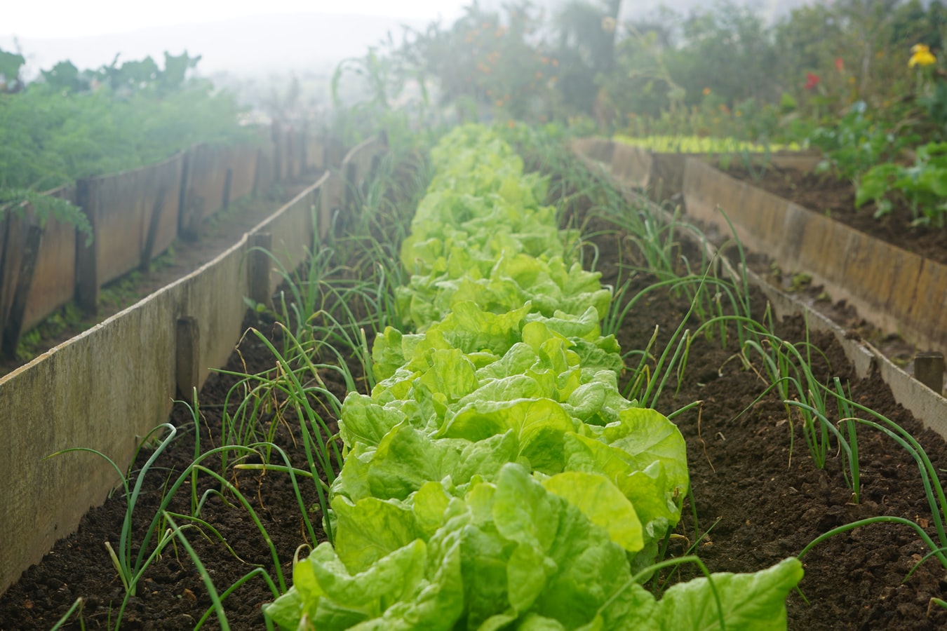 Vegetable garden