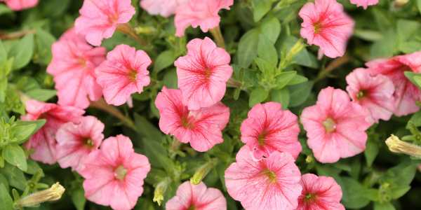 Petunias - Hypoallergenic Flowers That Bloom in Spring