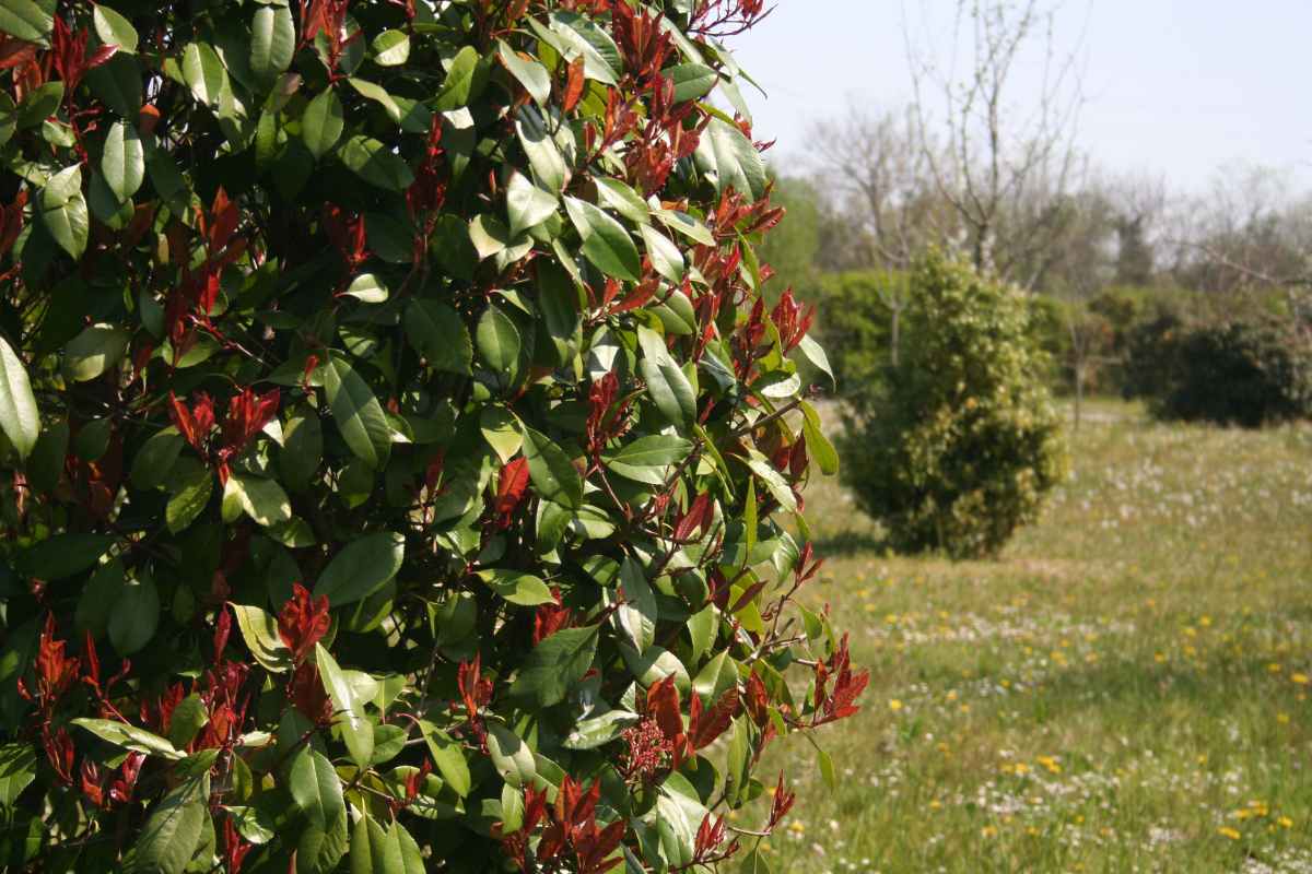 Photinia hedge plant for blocking noise