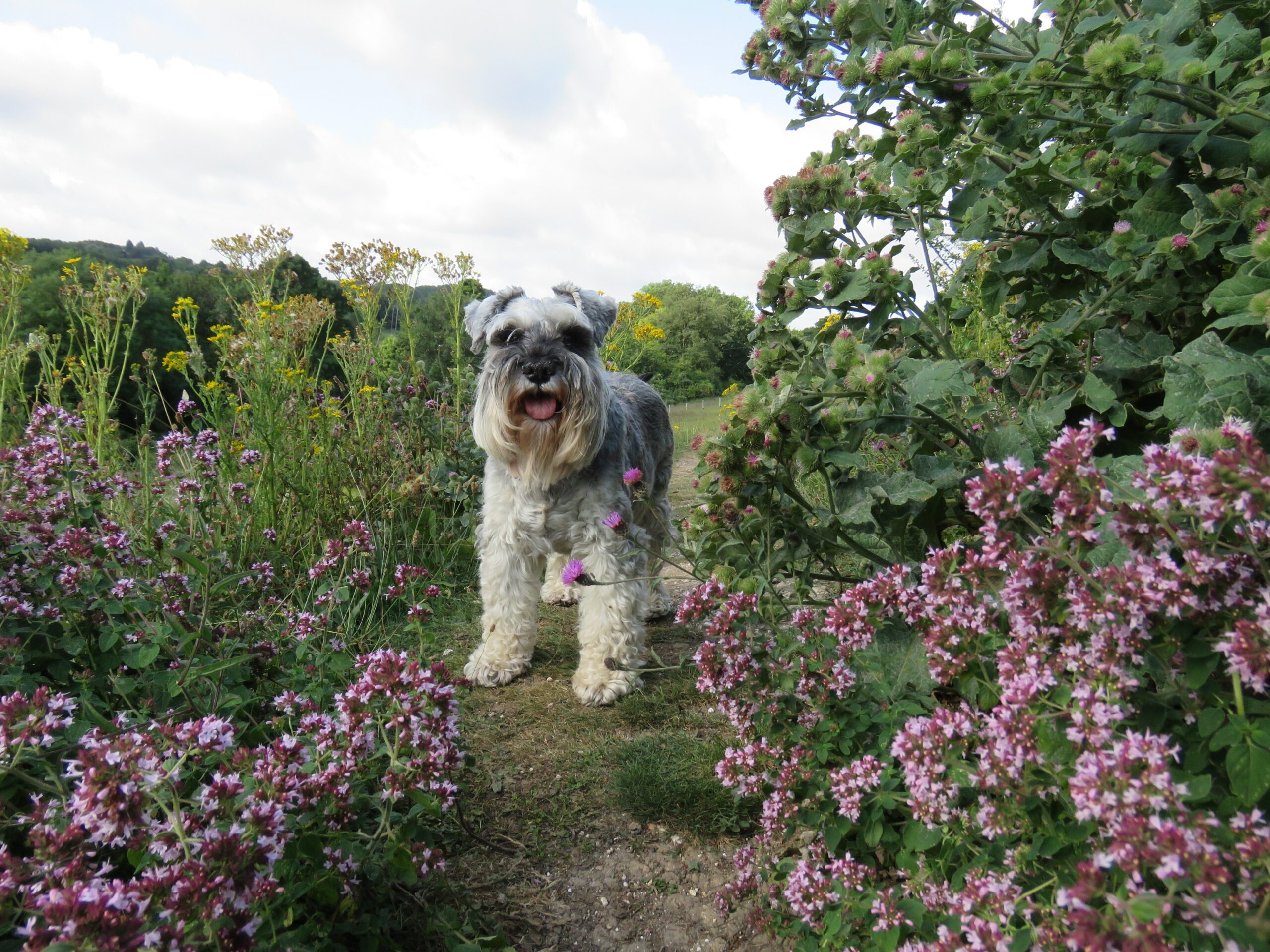 Dog near flowers