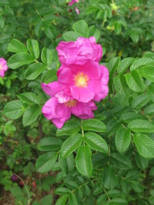 Rugosa Roses