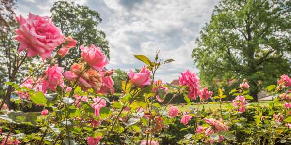 Roses- Hypoallergenic Flowers That Bloom in Spring