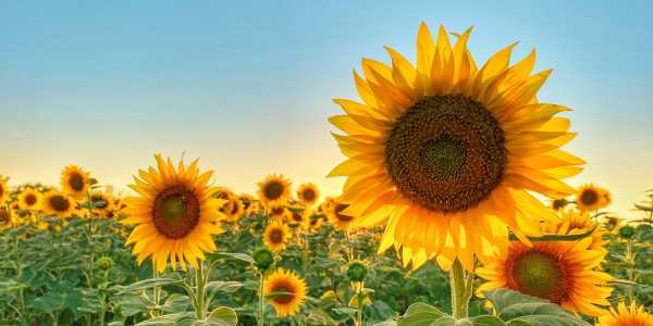 Sunflower - Hypoallergenic Flowers That Bloom in Spring