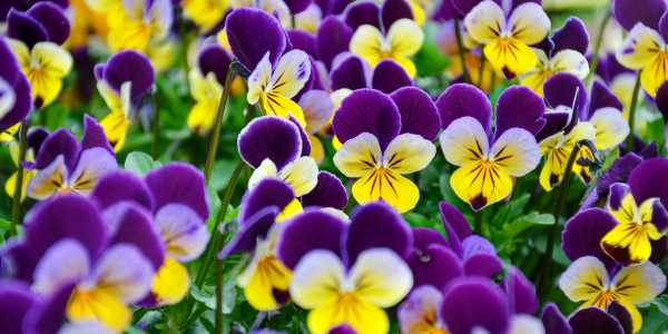 Violas & pansies - Hypoallergenic Flowers That Bloom in Spring