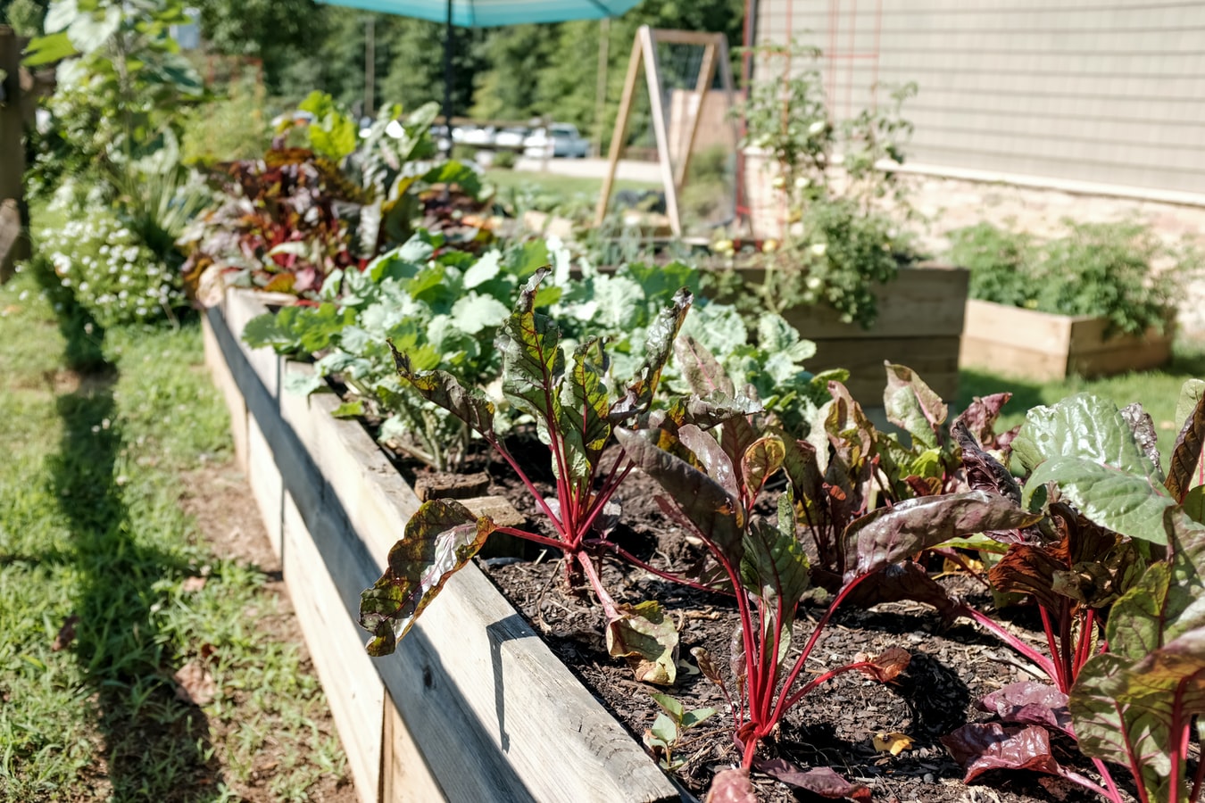 Vegetable Garden