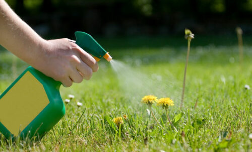 7 Household Products That Kill And Control Weeds