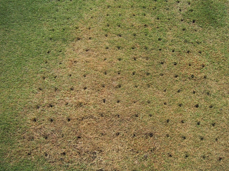 aerated lawn