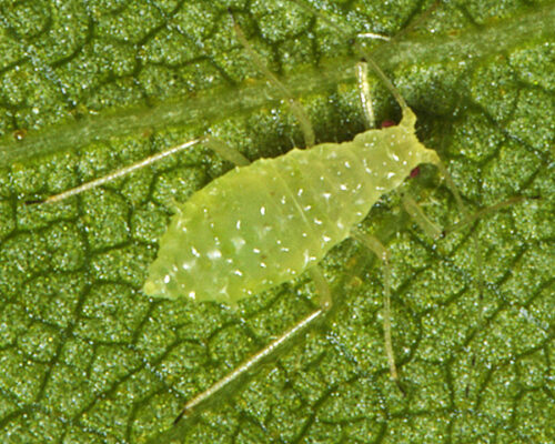 The Scourge Of Aphids And How To Manage Them