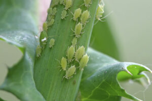 aphids