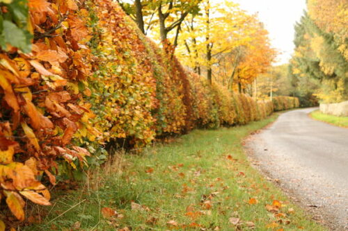 Care Tips For Your Hedge This Autumn