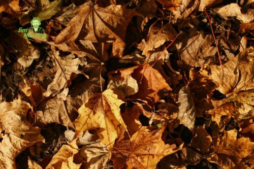 Preventing Clogged Gutters