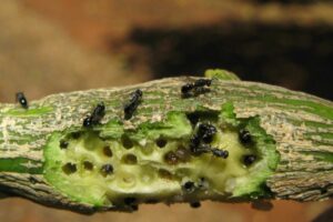 baby gall wasps