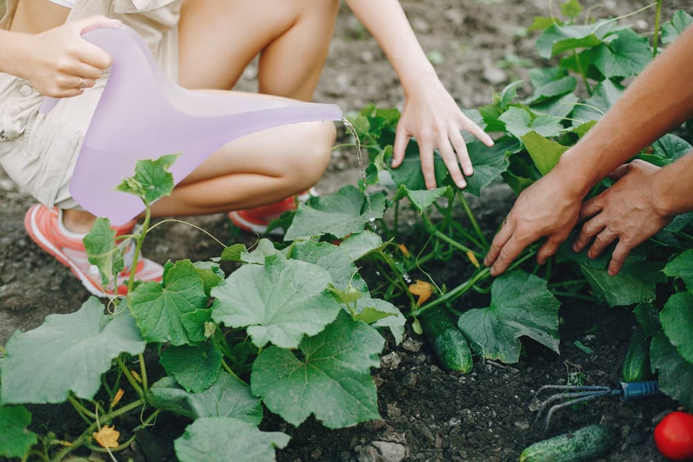 How to grow an edible garden