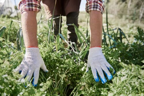 The Best Plants To Grow In Spring