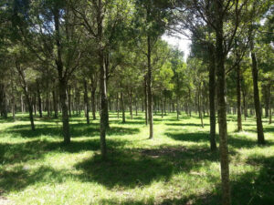 Blackwood Tree Plantation