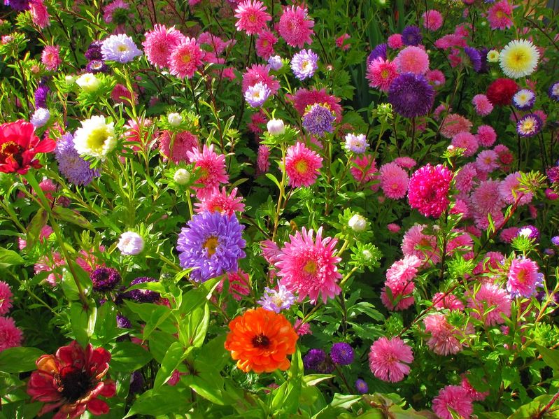 Colourful, blooming flowers in spring