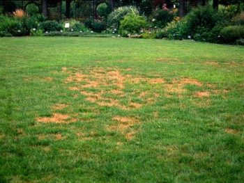 Eliminating Brown Patches in Your Lawn