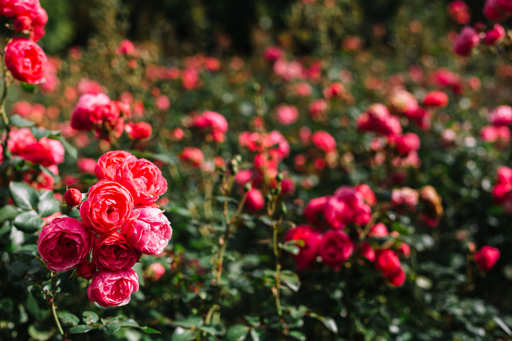 The best time to prune your roses