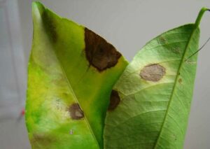 citrus leaf disease brown spot