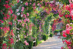 Climber Rose varieties