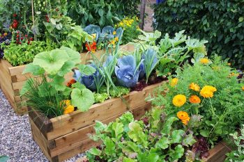 Creating A Kitchen Garden