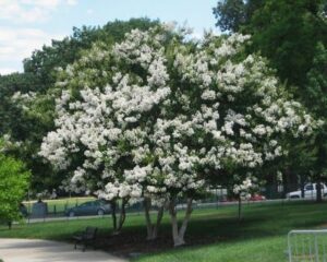 crepe myrtle