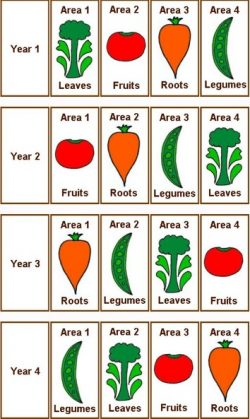 Crop Rotation for Growing Vegies