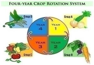 crop-rotation