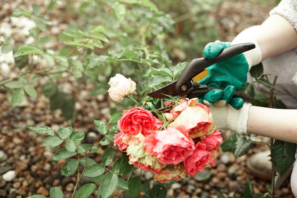 PRUNING YOUR ROSES READY FOR SPRING