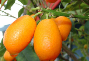 cumquats