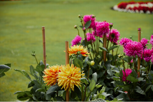 dahlia tubers in the garden