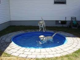 dog pool