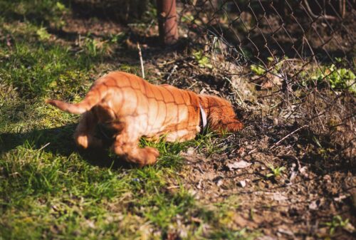 How to stop dogs from digging under fence