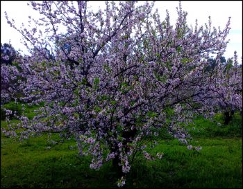 Get to Know the Best Flowering Trees in Australia