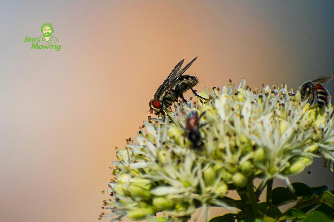 fly on a flower