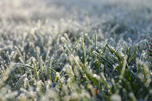 How to Protect Your Lawn From Frost Damage