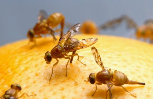 How To Combat Fruit Fly