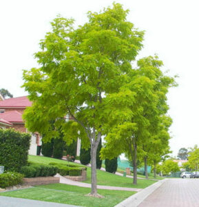 Golden Robinia tree