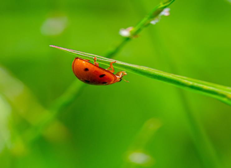 bug on grass