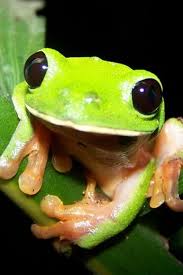 green frog