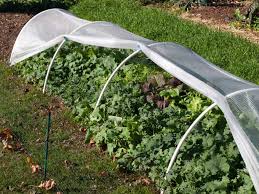 growing winter vegetables