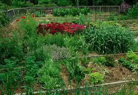 growing winter veggies