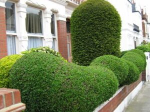 hedge curb