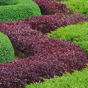 The Best Plants To Use For Hedging